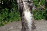 Новый флешмоб: Сеть покорили танцующие коты. ФОТО