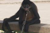 В Пакистане поймали обезьяну-"нелегала"