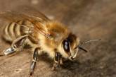 Неугомонные пчелы сорвали рейс из Москвы в Крым