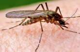 Стало известно, как малярийные комары выбирают жертв