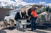 Таких питомцев заводят только в Финляндии. Фото