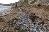 В Керчи на берег выбросилось 15 тонн хамсы 