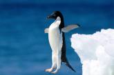 Пингвины оценивают время погружения по числу взмахов крыльями