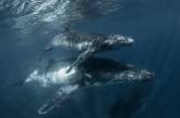 Королевство Тонга — рай с горбатыми китами. ФОТО