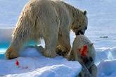 Таяние льдов Арктики вынуждает белых медведей пожирать друг друга