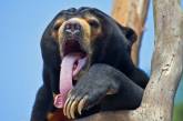 Курьезные снимки медведей, у которых закончились аргументы в споре