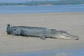 Агрессивный крокодил загнал австралийских рыбаков на деревья
