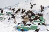 Белоголовые орланы — бич города Уналашка на Аляске. ФОТО