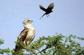 Курьезные снимки, показывающие, как сильно ворона может раздражать орла
