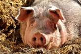 Недооценили: канадские копы проиграли в «схватке» со свиньей. ФОТО