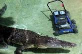 Крокодил Элвис украл газонокосилку у сотрудника зоопарка