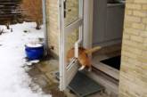 Смешные снимки кошек, которые не могут жить без приключений. ФОТО