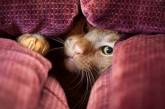 Кошки застряли в диванах. ФОТО