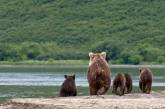 Красота бурых медведей Камчатки. ФОТО