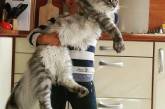Потешные коты, впечатляющие своими размерами. ФОТО