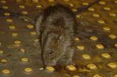 Нью-йоркцы выберут самую страшную крысу в метро