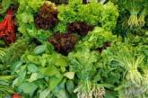 Диетологи рассказали о вредном свойстве огородной зелени