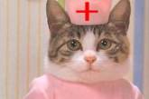 Врачи рассказали об особенностях лечения при помощи кошек