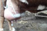 Бюстгальтер в помощь: фермер придумал, как приучить теленка к вымени. ФОТО