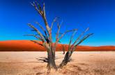 Намиб — древнейшая пустыня мира. ФОТО