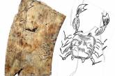 В Хорватии найдена древнейшая астрологическая таблица 
