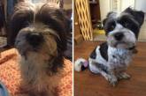Курьезные снимки собак до и после стрижки
