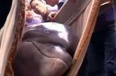 Китайские врачи достали мяч из желудка дельфина