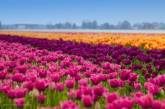 Захватывающая прогулка по голландским полям тюльпанов. Фото