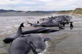 Черные дельфины, выбросившиеся на берег Новой Зеландии, спасены