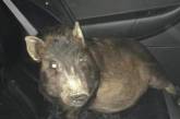 В США полиции пришлось спасать мужчину от преследований свиньи. ФОТО