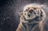 Вымирающие виды животных в объективе талантливого фотографа. Фото