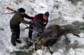 Австрийский олень свалился в водопад