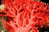Росту кораллов помогло глобальное потепление
