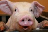Американец обратился в полицию из-за преследований свиньи