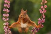 Забавные животные на снимках фотоконкурса Comedy Wildlife Photography Awards 2018. ФОТО