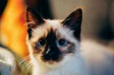 Ученые нашли способ, как преодолеть аллергию на кошек