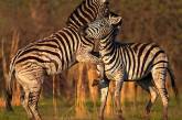 Британские учёные нашли объяснение полосатости зебры