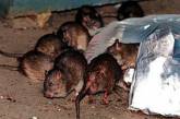 Нью-йоркцы выбрали самую страшную крысу живущую в метро