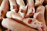 В США свиным гриппом впервые заболела свинья