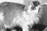 В Швейцарии по ошибке усыпили одного из самых старых котов в мире