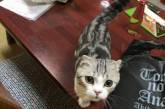 Кот напрокат: в Японии открыли отель для тех, кто мечтает о домашнем питомце. ФОТО