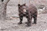 В Луганске мучительно умирает медведь с приросшим к телу ошейником 
