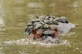 Наглые черепахи используют бегемота как пляж. ФОТО