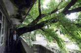 Жилой дом с растущим внутри 400-летним деревом. ФОТО