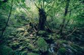 Древние леса острова Якусима на снимках Юичи Йокота. ФОТО