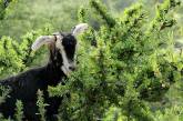 В Африке козы пасутся на деревьях 