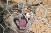 Зачем австралийцам забор против кошек. ФОТО