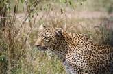 Кадры охоты беременной самки леопарда на бородавочника. ФОТО