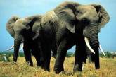 В камерунском заповеднике погибли сотни слонов