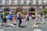 Уголовники, принцессы и ковбои: в Киеве прошел парад собак "Джек Рассел"